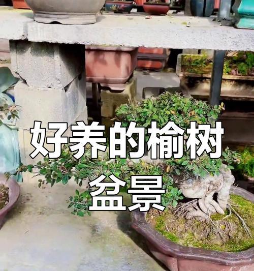 榆树盆景修剪的最佳时机和技巧是什么？