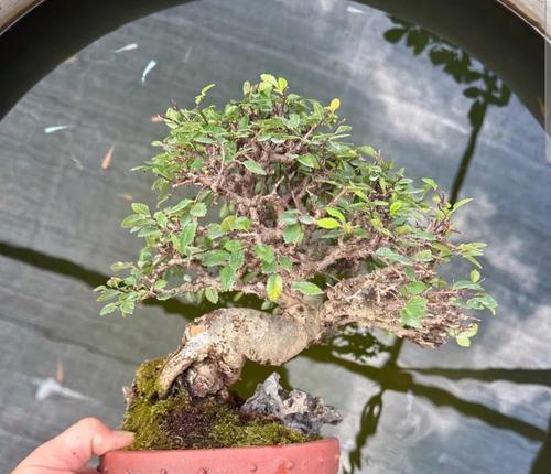 榆树盆景修剪的最佳时机和技巧是什么？