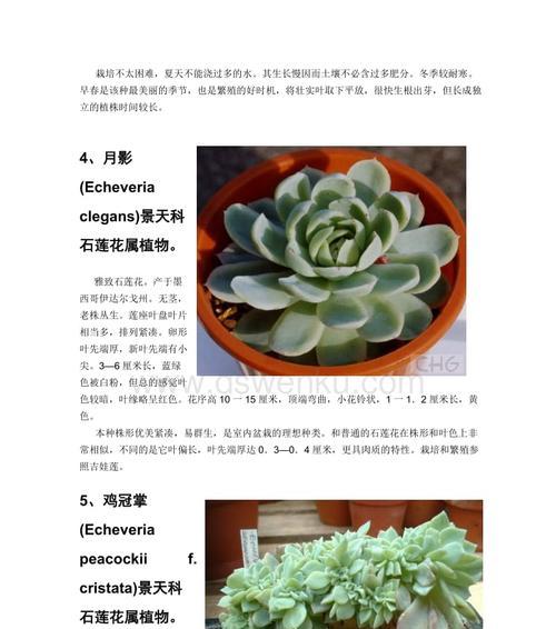 多肉植物变软的原因是什么？如何处理多肉软化问题？
