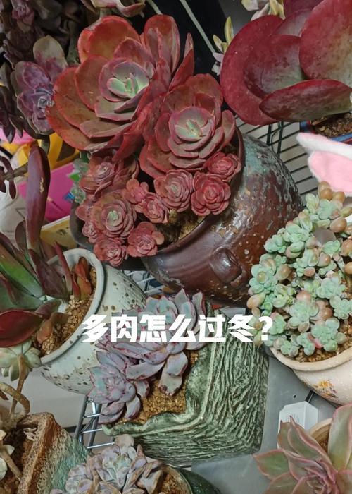 多肉植物变软的原因是什么？如何处理多肉软化问题？