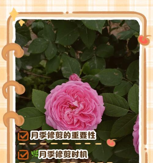 月季修剪的最佳时机和方法是什么？
