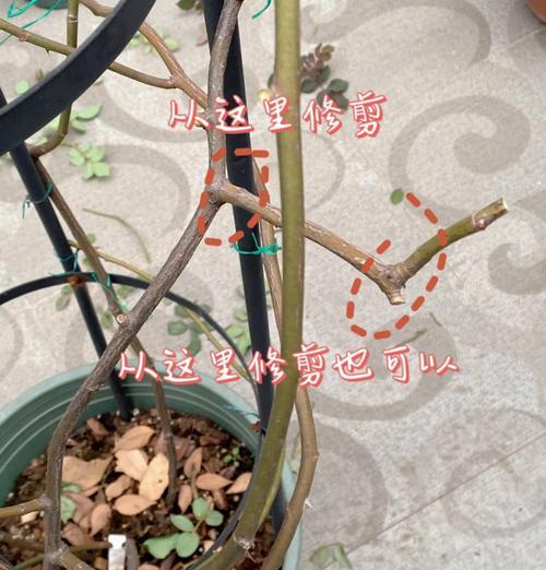 月季修剪的最佳时机和方法是什么？