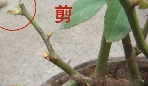 月季修剪的最佳时机和方法是什么？