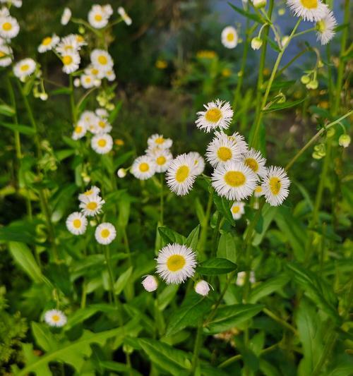 莲蓬花的花语有何深意？
