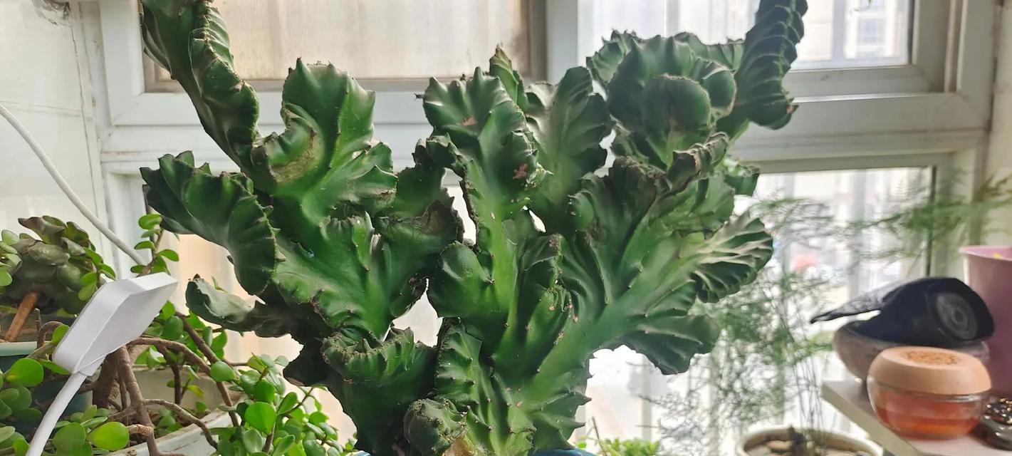 麒麟植物的养殖技巧是什么？如何解决常见问题？