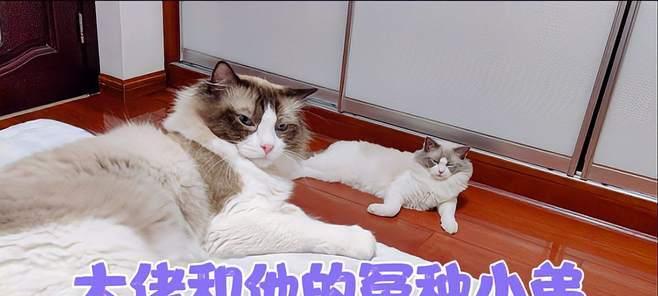 小弟送给大哥的花有何特殊含义？