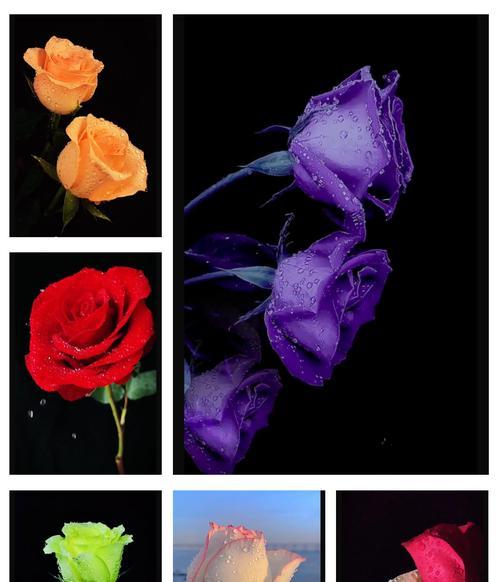 联谊时互送玫瑰花的花语是什么？它传递了什么信息？
