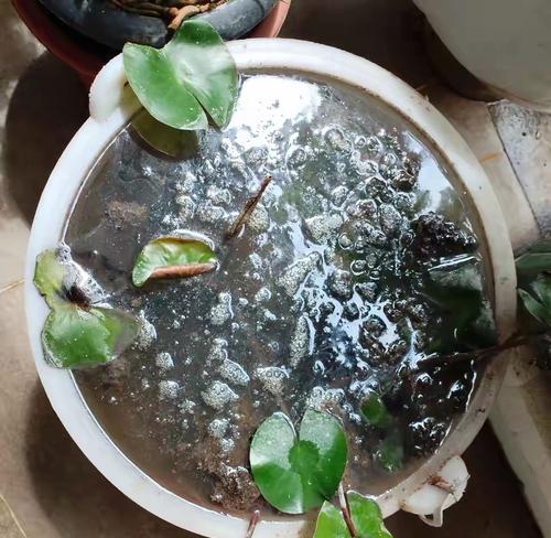 塘泥适合种植哪些花卉？使用塘泥有哪些注意事项？
