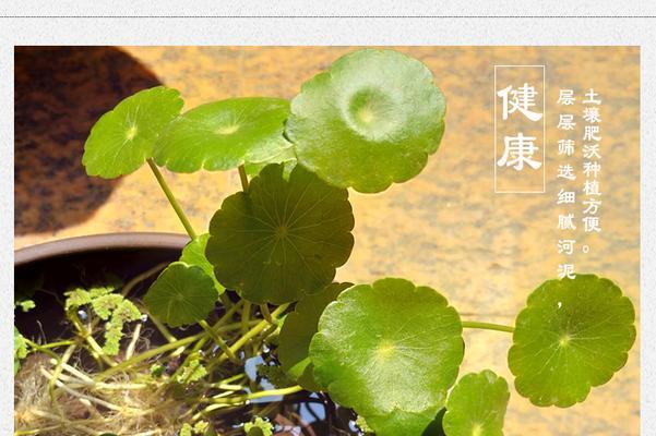 塘泥适合种植哪些花卉？使用塘泥有哪些注意事项？