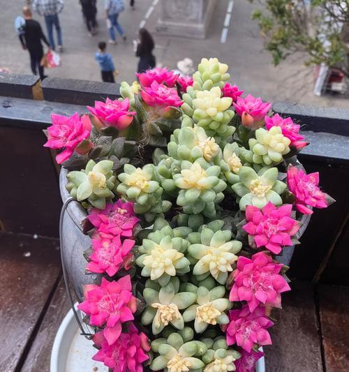 肉肉植物的种植技巧有哪些？如何保持肉肉植物的健康生长？
