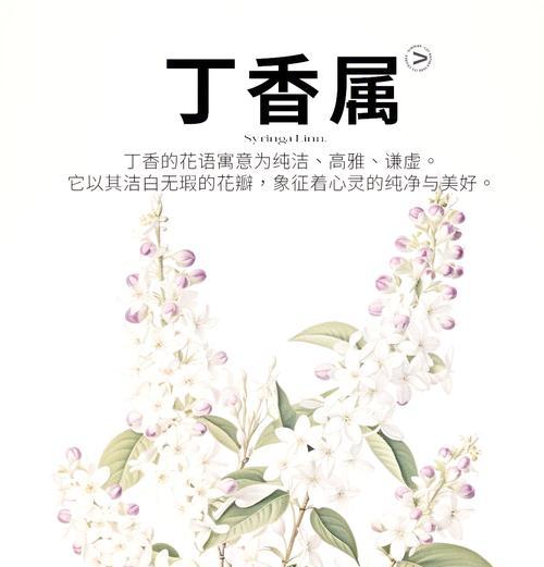 表达谦虚沉稳的花语有哪些？