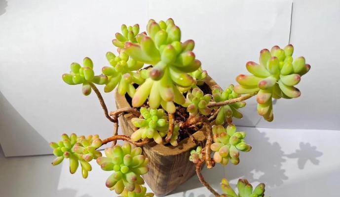 肉肉植物的种植技巧有哪些？如何保持肉肉植物的健康生长？