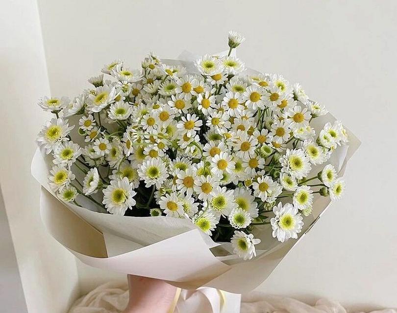 洋甘菊花语在外国人心中如何？有哪些不同的看法？