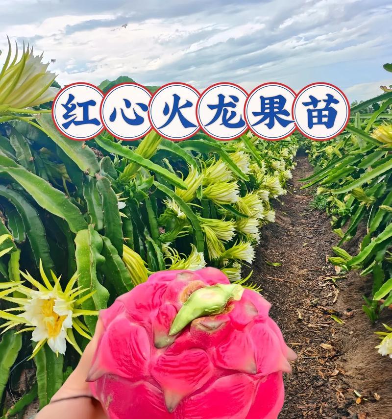火龙果树的养殖技巧是什么？