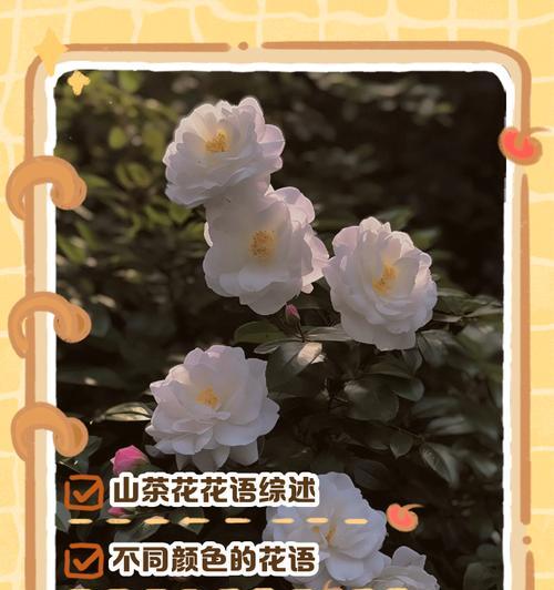 山茶花照片花语是什么？山茶花代表了哪些情感？