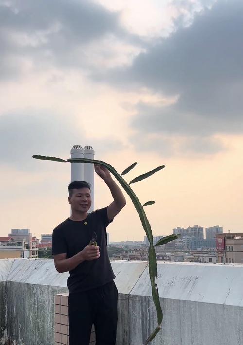 火龙果树的养殖技巧是什么？