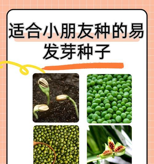 种子播种的正确方法是什么？播种后如何确保种子发芽？
