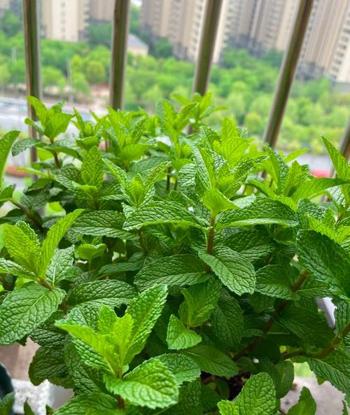 薄荷种植的正确方法是什么？薄荷生长中应注意什么？