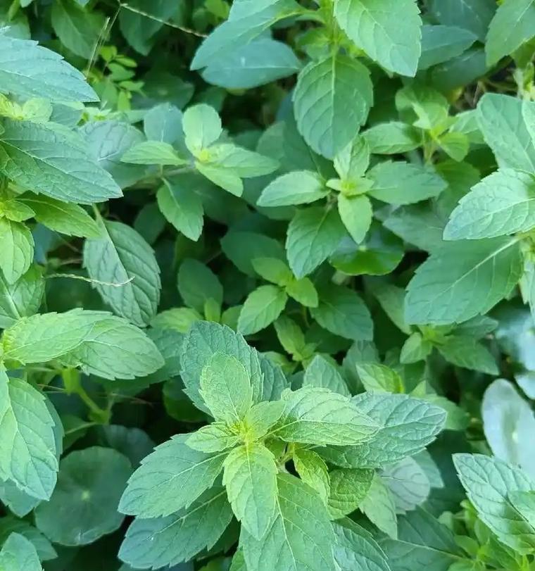 薄荷种植的正确方法是什么？薄荷生长中应注意什么？