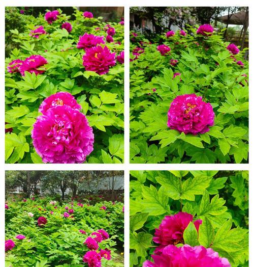 牡丹花语代表了什么？