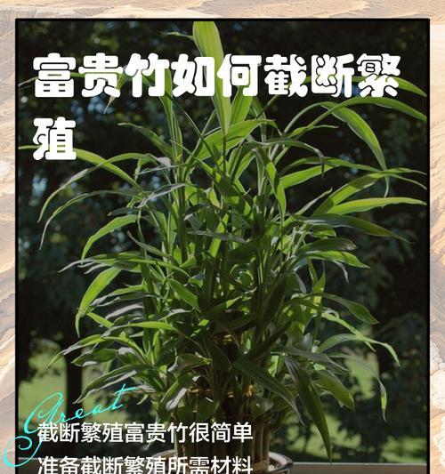 富贵竹扦插的正确步骤是什么？