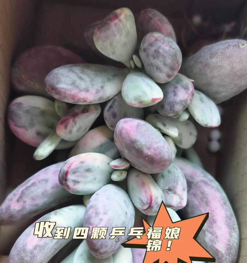 乒乓福娘的养殖环境要求是什么？如何促进其多肉化？