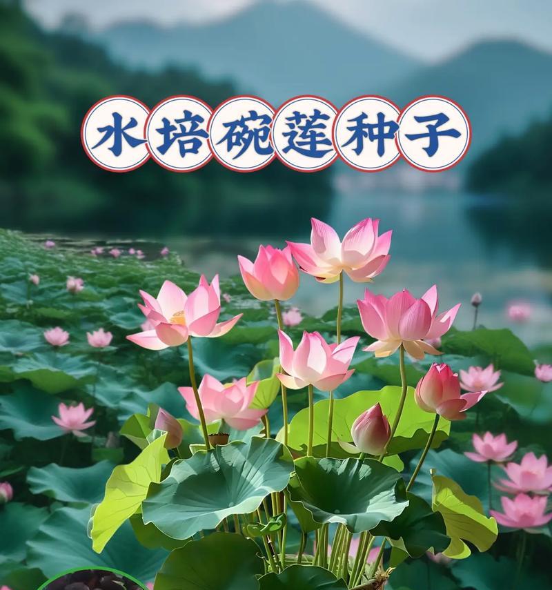 碗莲的最佳种植时间是什么时候？种植方法有哪些？