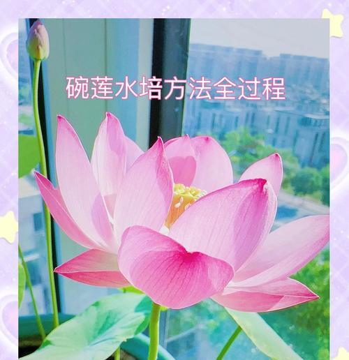 碗莲的最佳种植时间是什么时候？种植方法有哪些？