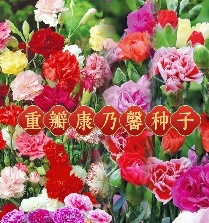 送给老师的花应该选择哪种花语？
