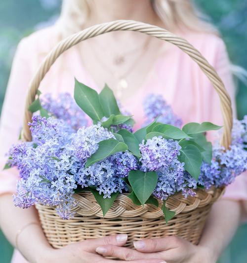 送给老师的花应该选择哪种花语？