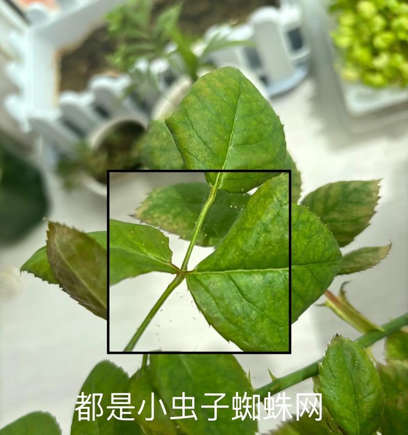 发现花草有虫子怎么处理？有哪些安全的驱虫方法？