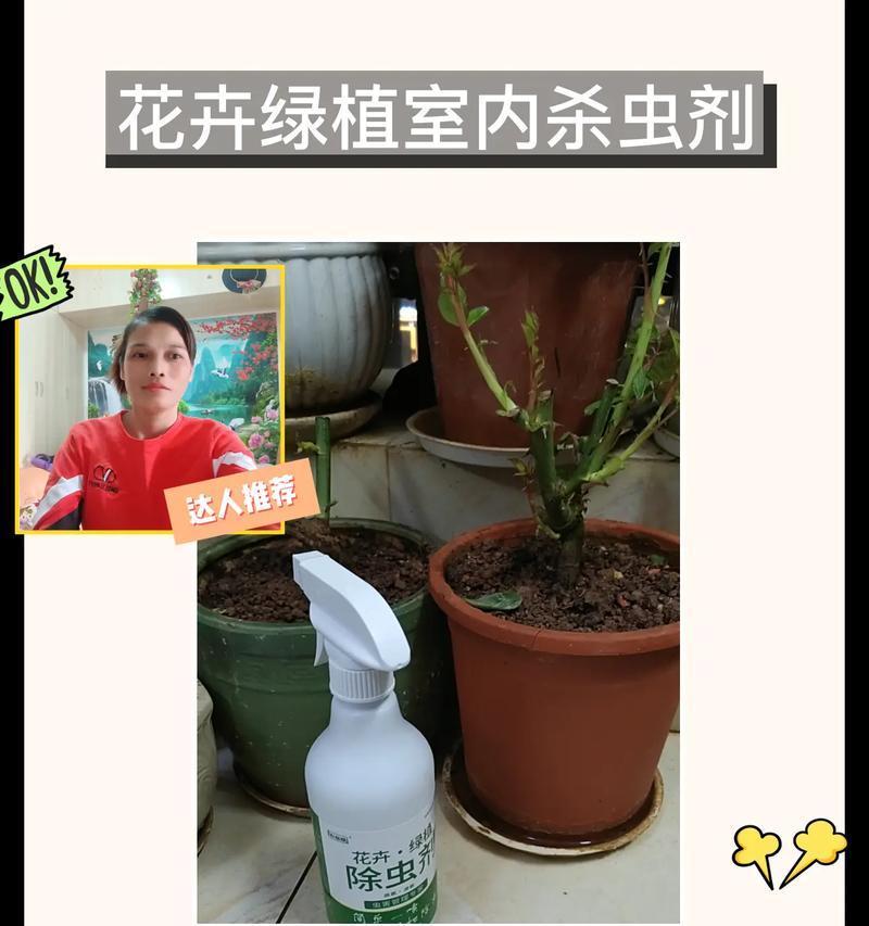 发现花草有虫子怎么处理？有哪些安全的驱虫方法？