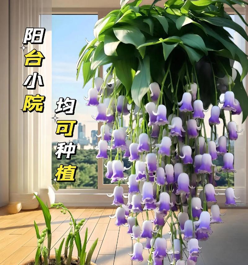 白色铃花代表什么？这种花的花语有何含义？