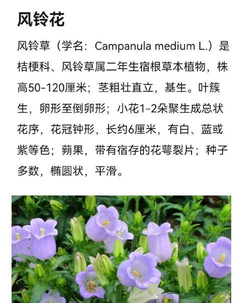 白色铃花代表什么？这种花的花语有何含义？