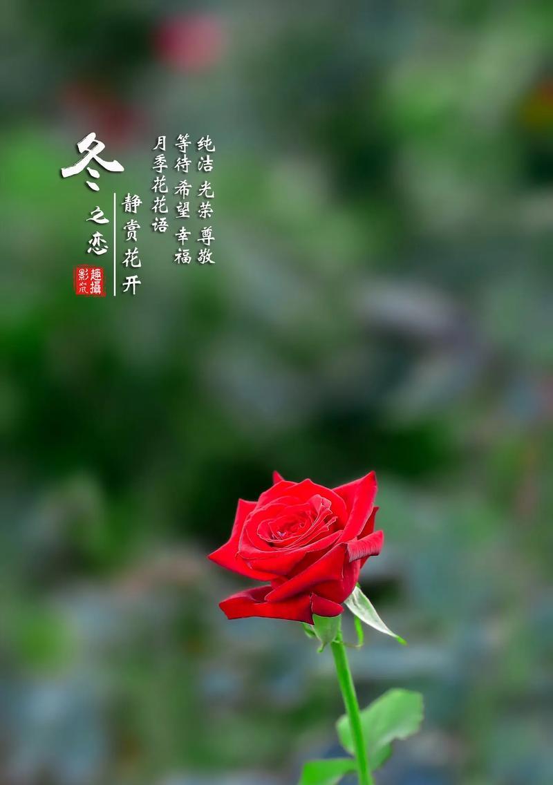 不恋不恨花语是什么花？这种花语代表了怎样的情感态度？