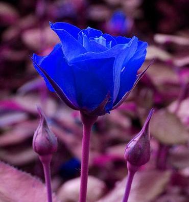 独眼蛇象征着什么？它的花语有哪些含义？