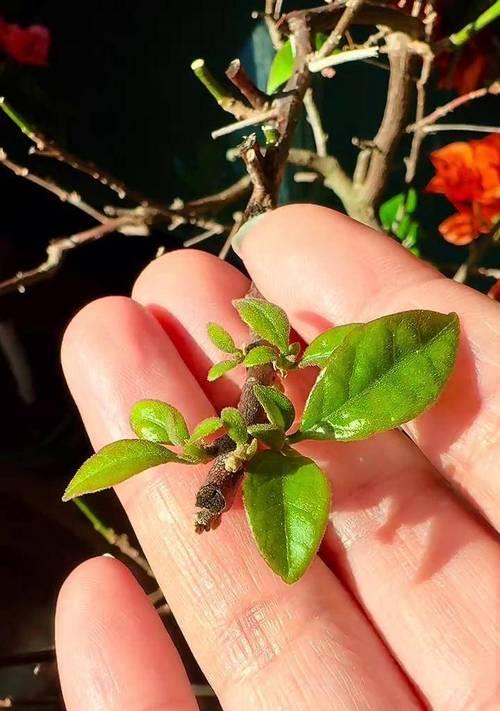 三角梅花芽的判断方法是什么？