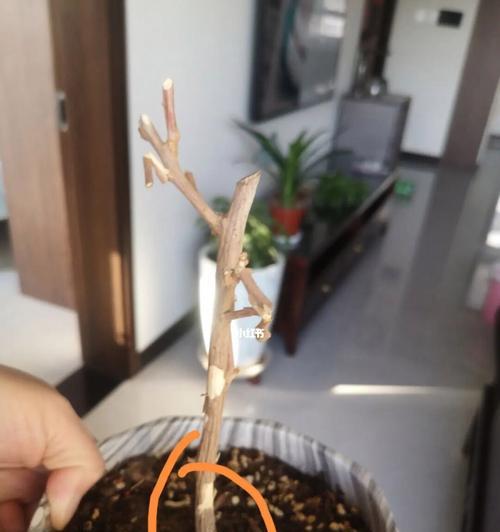三角梅花芽的判断方法是什么？