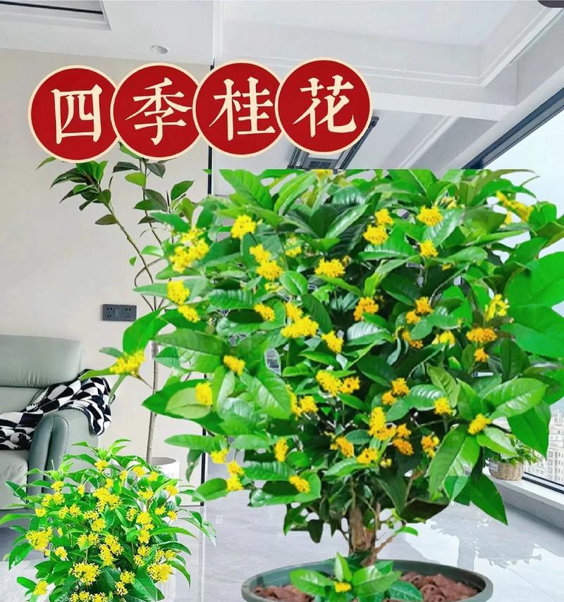 桂花树什么季节开花？如何促进其花期？