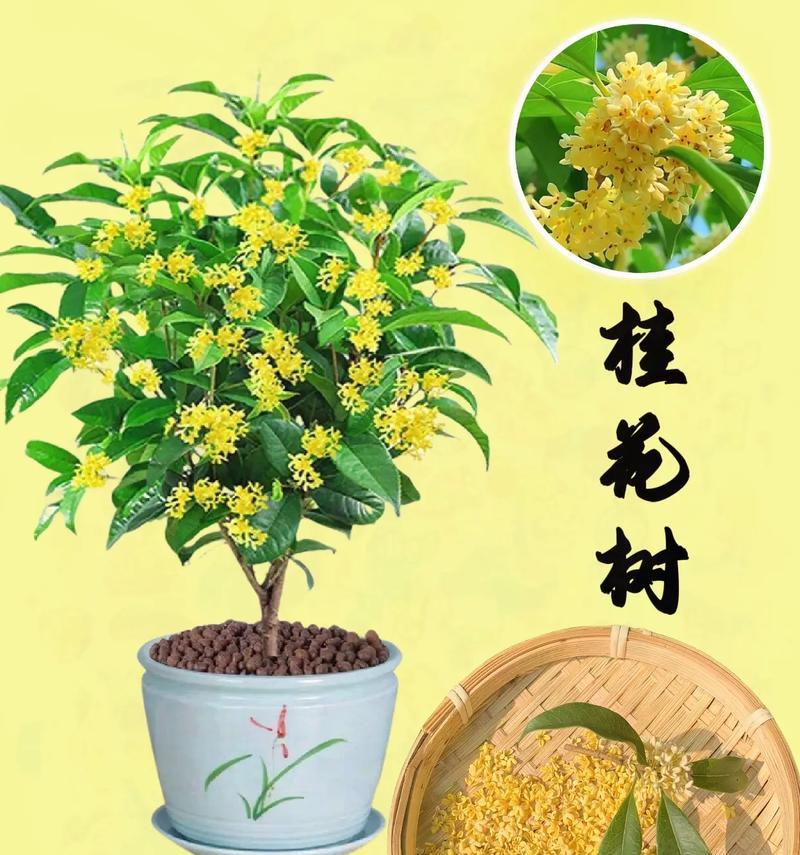 桂花树什么季节开花？如何促进其花期？