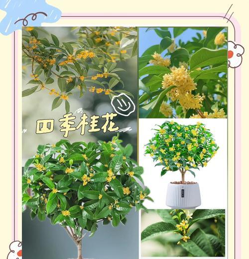 桂花树什么季节开花？如何促进其花期？