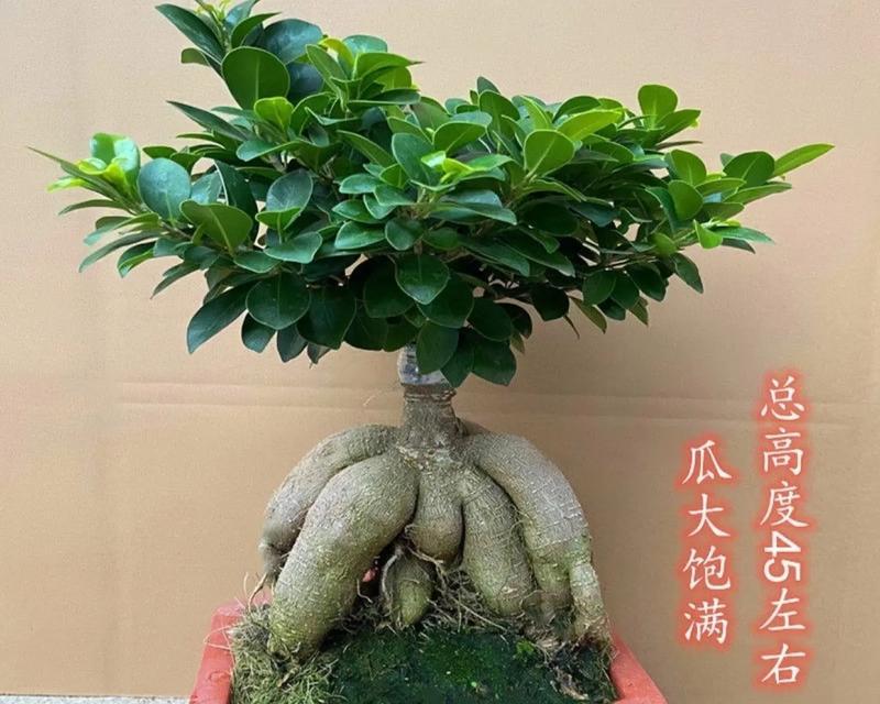 盆景榕树的养护技巧有哪些？如何修剪使其形态优美？