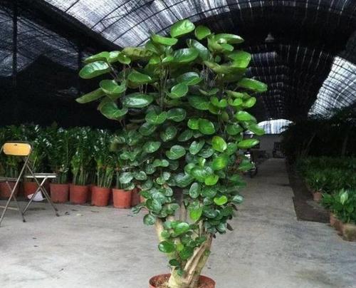 客厅适合种植哪些花卉或植物？如何选择？