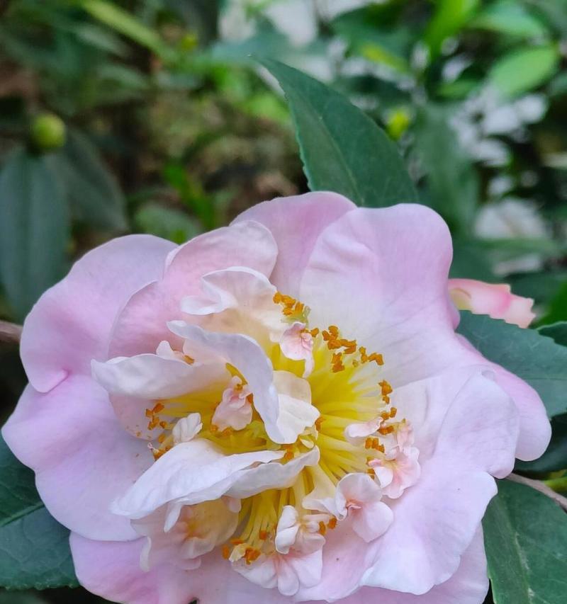 滇山茶花的花语与寓意有何深意？