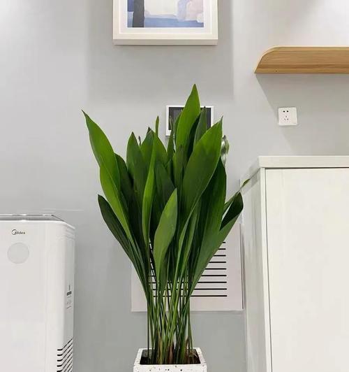 客厅适合种植哪些花卉或植物？如何选择？