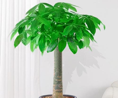 客厅适合种植哪些花卉或植物？如何选择？