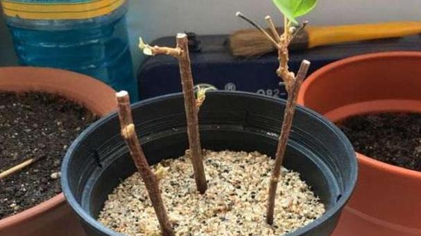 金包银花繁殖方法是什么？如何确保成活率？