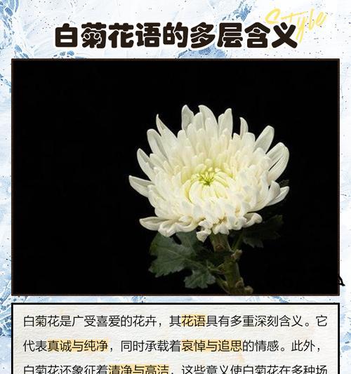 菊花的花语代表了什么？它象征着什么？