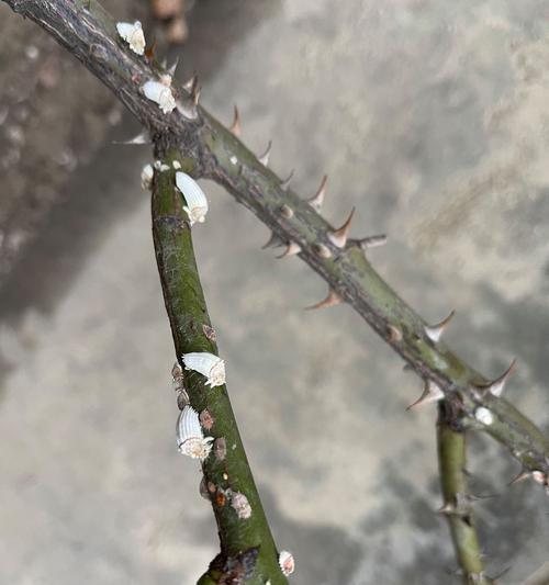 玫瑰花长虫子了怎么办？有哪些有效的处理方法？