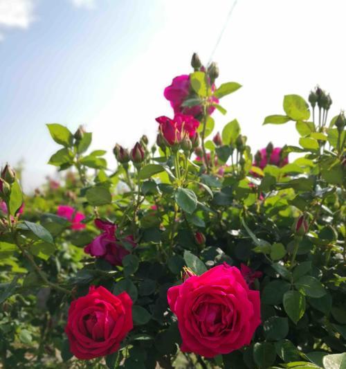 玫瑰花长虫子了怎么办？有哪些有效的处理方法？